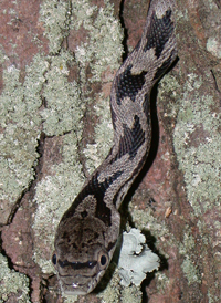 Rat Snake